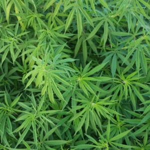 CBD Tropfen "Guet Geiht" (BIO Alkoholbasis)